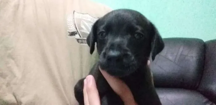 Cachorro ra a vira lata  idade Abaixo de 2 meses nome Paçoca 