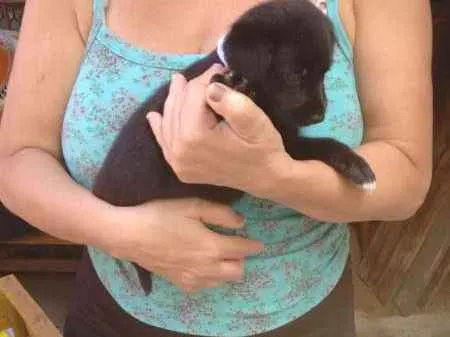 Cachorro raça indefinida idade 2 a 6 meses nome Filhotes