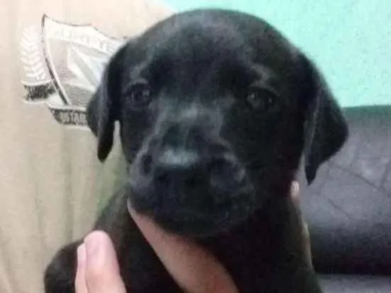 Cachorro ra a vira lata  idade Abaixo de 2 meses nome Paçoca 