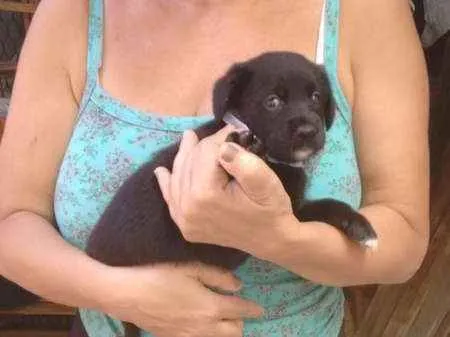 Cachorro raça indefinida idade 2 a 6 meses nome Filhotes