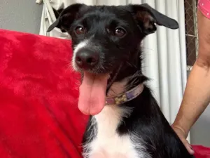 Cachorro raça Srd idade  nome Gael