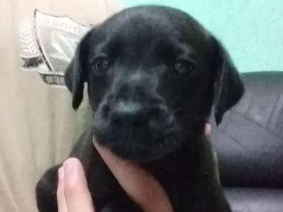 Cachorro ra a vira lata idade Abaixo de 2 meses nome Paçoca 