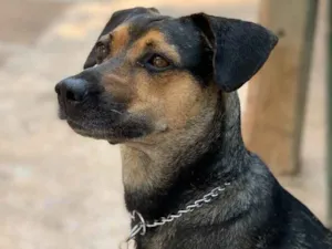 Cachorro raça Srd idade  nome Neno