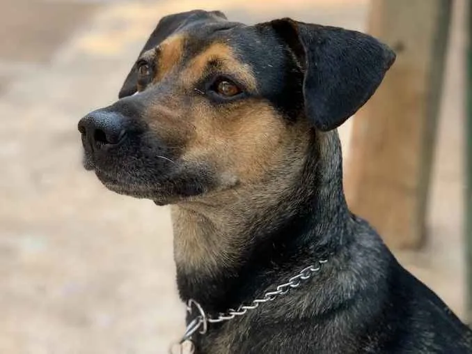 Cachorro ra a Srd idade  nome Neno