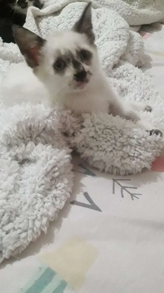 Gato raça  idade 2 a 6 meses nome  Bebezinhos