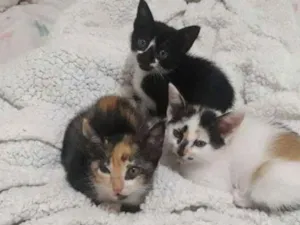 Gato raça  idade 2 a 6 meses nome  Bebezinhos