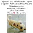 Pipoca