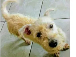 Cachorro raça  idade 2 anos nome Pipoca