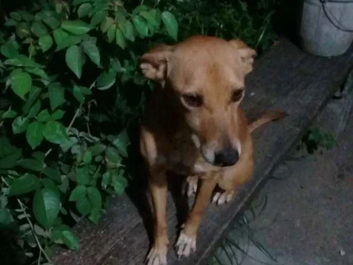 Cachorro ra a vira-lata idade 3 anos nome samantha