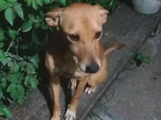 Cachorro ra a vira-lata idade 3 anos nome samantha