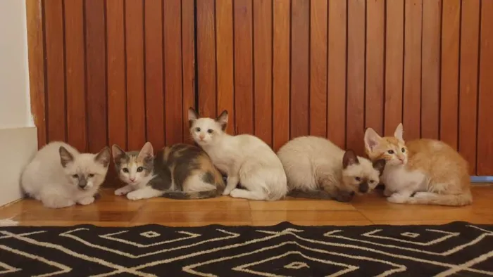 Gato raça SRD idade 2 a 6 meses nome Sem nome