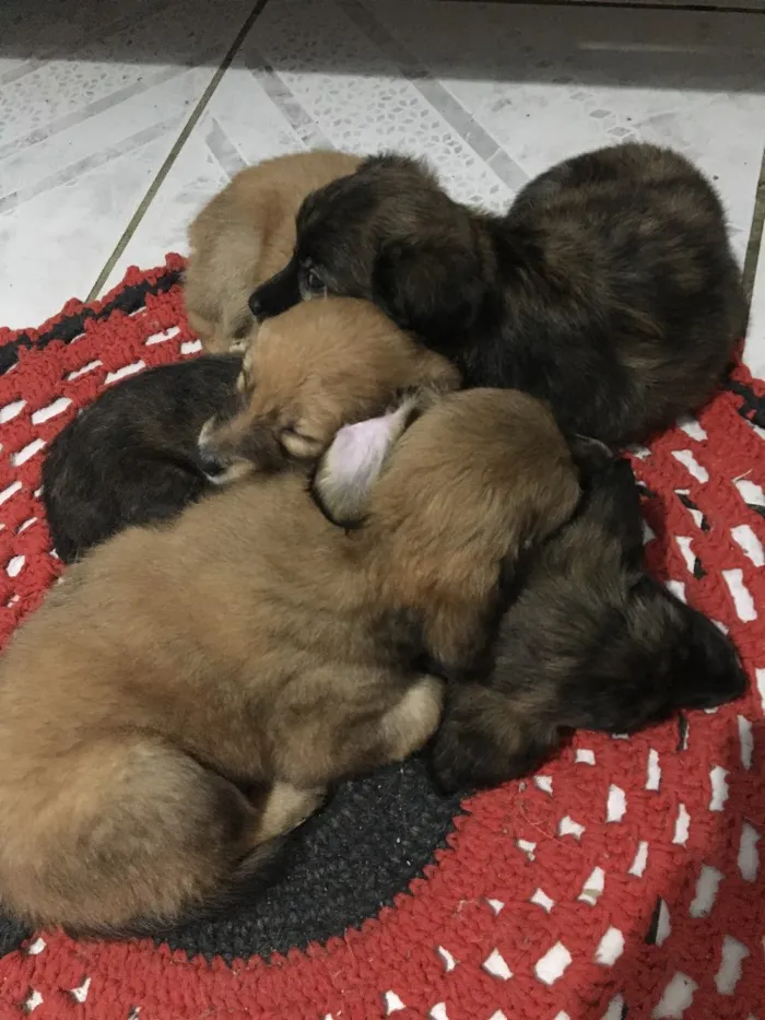 Cachorro ra a SRD idade Abaixo de 2 meses nome Sem nome 