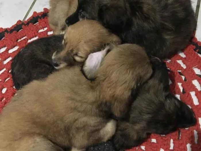 Cachorro ra a SRD idade Abaixo de 2 meses nome Sem nome 