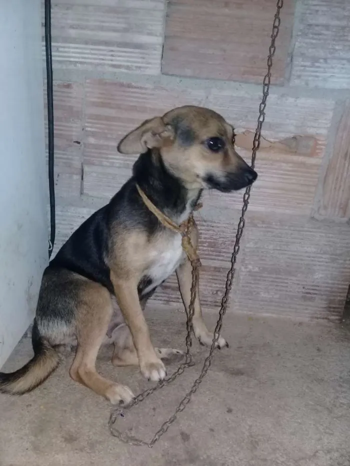 Cachorro ra a Porte Pequeno idade  nome Safhira