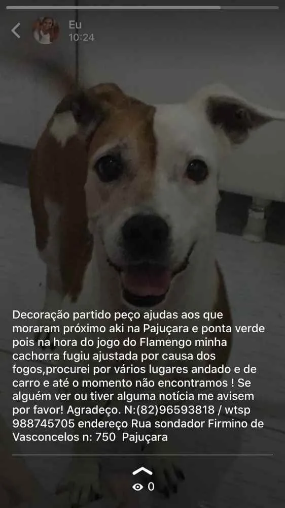 Cachorro ra a Radiada com Pitbull idade 6 ou mais anos nome princesa