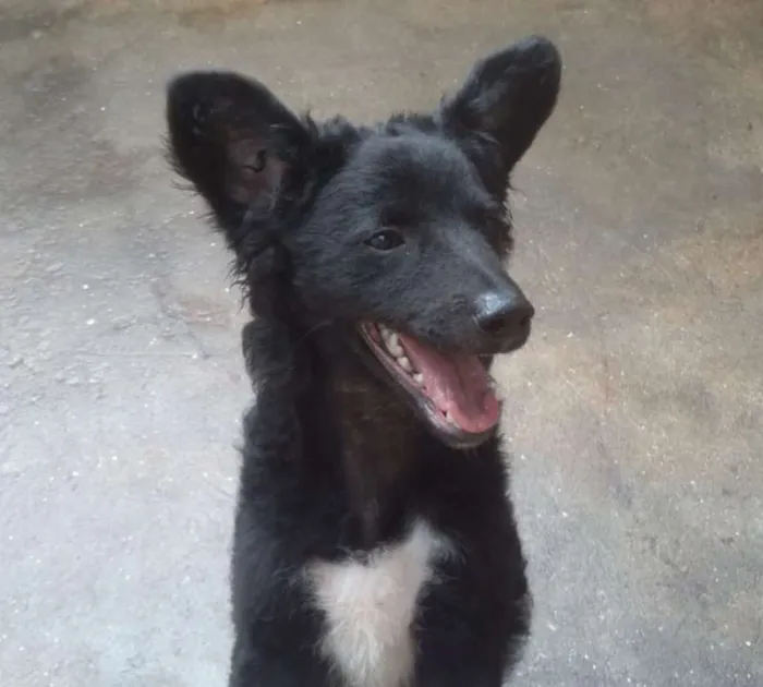 Cachorro ra a Srd idade 7 a 11 meses nome Tuty