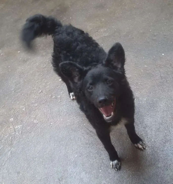 Cachorro ra a Srd idade 7 a 11 meses nome Tuty
