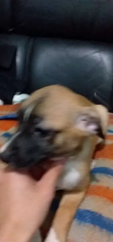 Cachorro ra a vira lata  idade 2 a 6 meses nome Molly