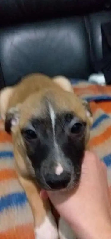 Cachorro ra a vira lata  idade 2 a 6 meses nome Molly