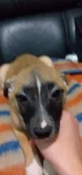 Molly