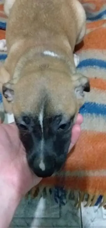 Cachorro ra a vira lata  idade 2 a 6 meses nome Molly