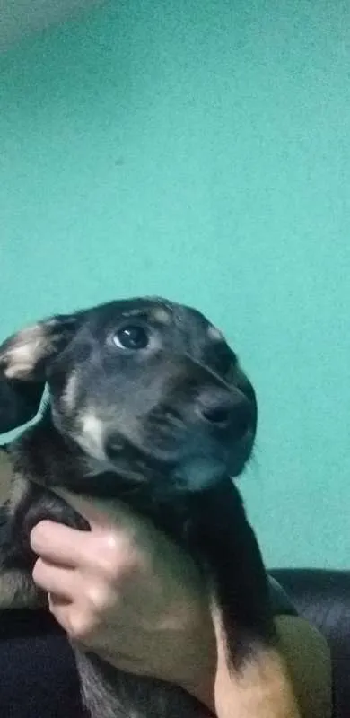Cachorro ra a vira lata  idade 2 a 6 meses nome Luna