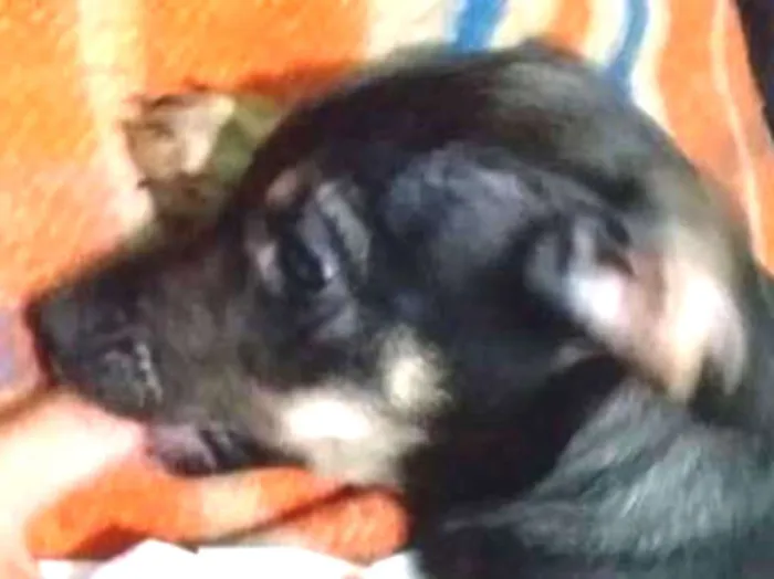 Cachorro ra a vira lata  idade 2 a 6 meses nome Luna