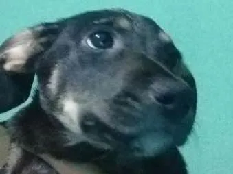 Cachorro ra a vira lata  idade 2 a 6 meses nome Luna