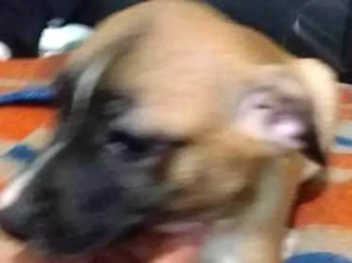 Cachorro ra a vira lata  idade 2 a 6 meses nome Molly
