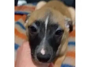 Cachorro raça vira lata  idade 2 a 6 meses nome Molly