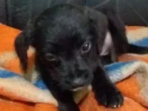 Cachorro raça vira lata  idade Abaixo de 2 meses nome Thor