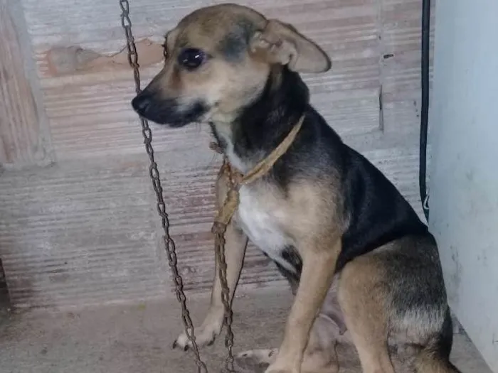 Cachorro ra a Porte Pequeno idade  nome Safhira