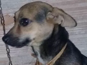 Cachorro ra a Porte Pequeno idade  nome Safhira