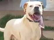 Cachorro ra a Mistura de boxer São Bernado idade 3 anos nome King