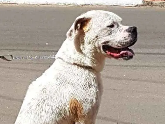 Cachorro ra a Mistura de boxer São Bernado idade 3 anos nome King