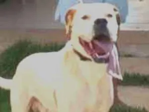 Cachorro raça Mistura de boxer São Bernado idade 3 anos nome King