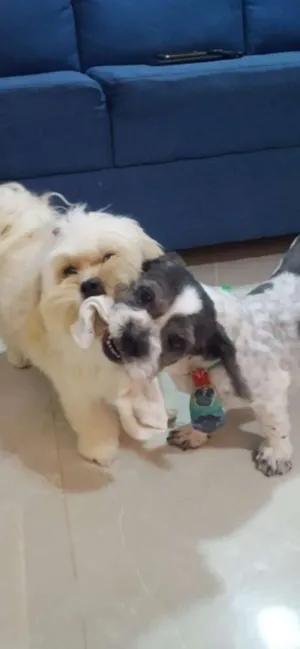 Cachorro raça Lhasa apso  idade 5 anos nome Nick