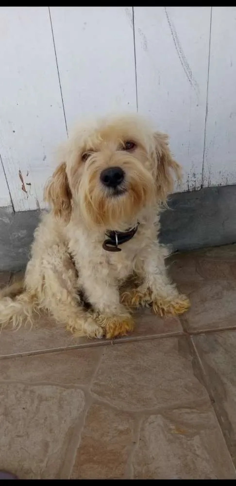 Cachorro raça SRD idade 3 anos nome Polaca