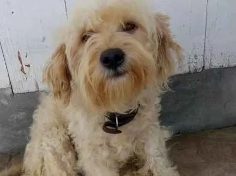 Cachorro raça SRD idade 3 anos nome Polaca