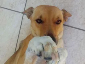 Cachorro raça Vira lata  idade 3 anos nome Thully 