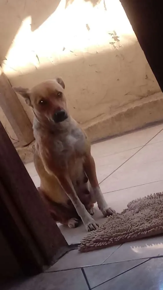 Cachorro ra a Vira lata  idade 3 anos nome Thully 