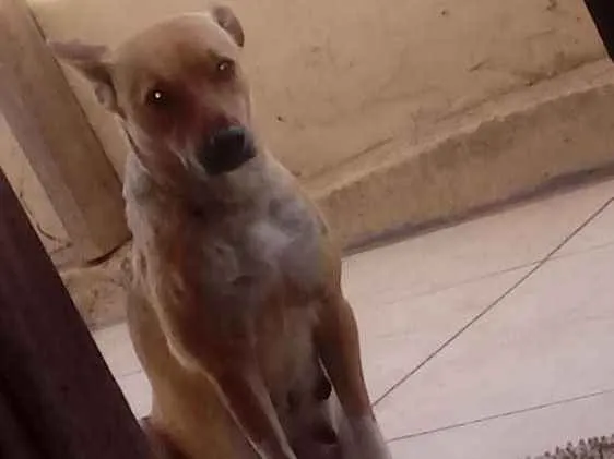 Cachorro ra a Vira lata  idade 3 anos nome Thully 