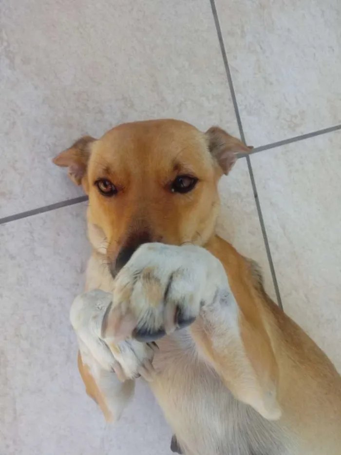 Cachorro ra a Vira lata  idade 1 ano nome Thully 