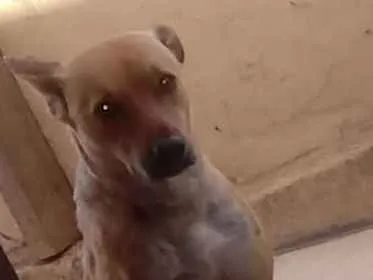 Cachorro ra a Vira lata  idade 1 ano nome Thully 