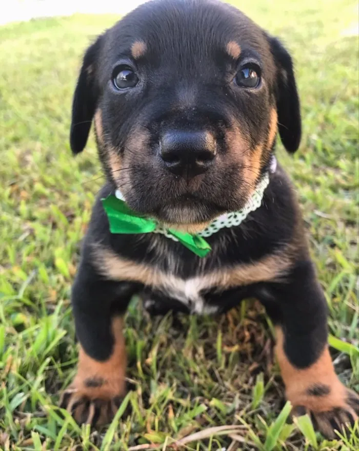Cachorro ra a SRD (Mãe mestica Daschund) idade Abaixo de 2 meses nome OTTO