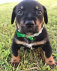 OTTO