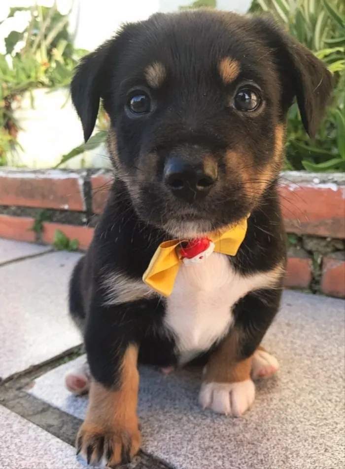 Cachorro ra a SRD (Mãe mestica de Daschund) idade Abaixo de 2 meses nome BENÍCIO 
