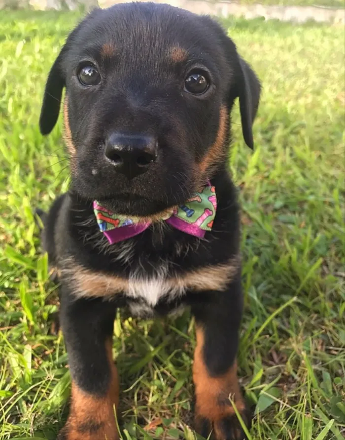 Cachorro ra a SRD (Mãe mestica de Daschund) idade Abaixo de 2 meses nome LORENZO 