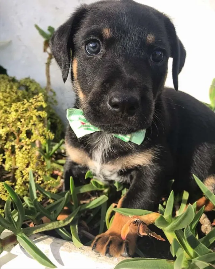 Cachorro ra a SRD (Mãe mestica de Daschund) idade Abaixo de 2 meses nome THOMAS