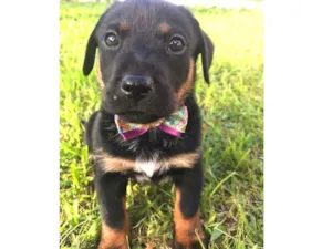 Cachorro raça SRD (Mãe mestica de Daschund) idade Abaixo de 2 meses nome LORENZO 